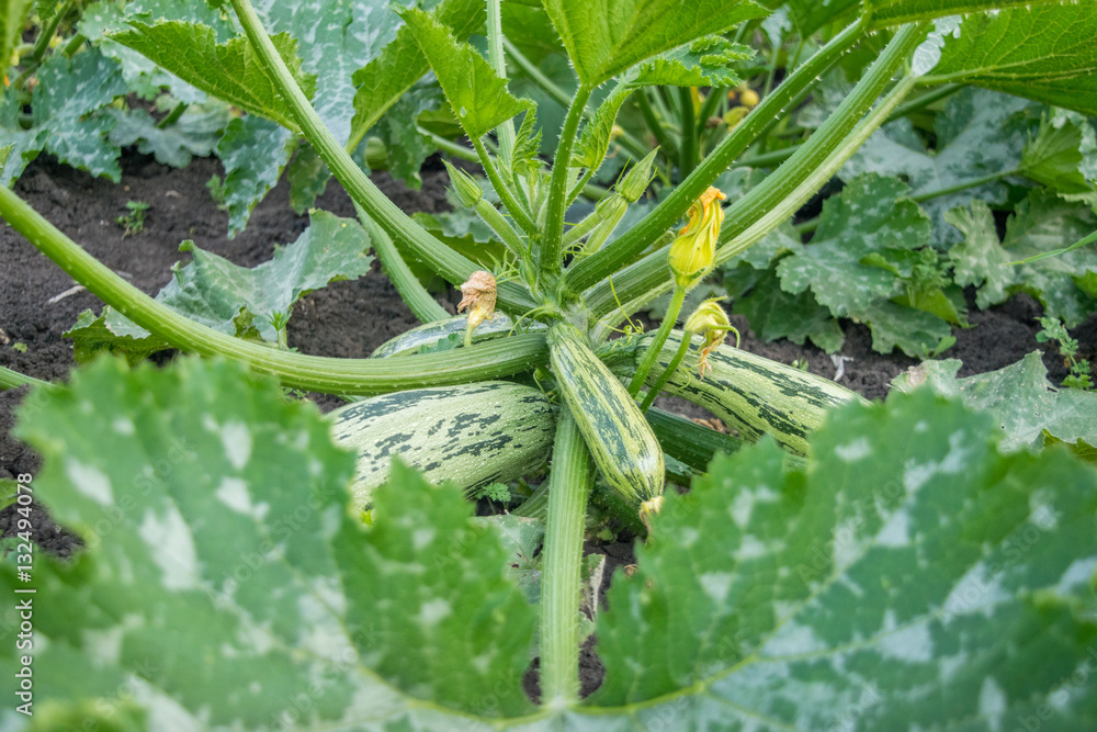 Zucchini Bush in a garden