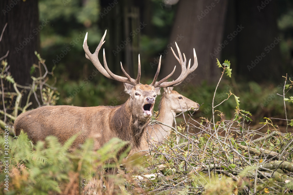 Fototapeta premium Beautiful Family group herd of red deer stag cervus elaphus duri