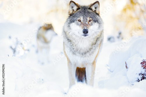 Two wolves in wolf pack in cold winter forest