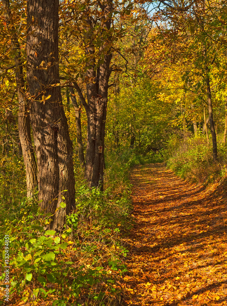 Naklejka premium Nice autumnal scene