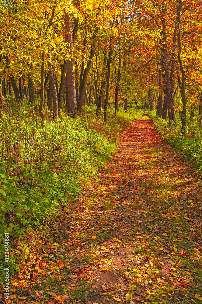Naklejka premium Nice autumnal scene