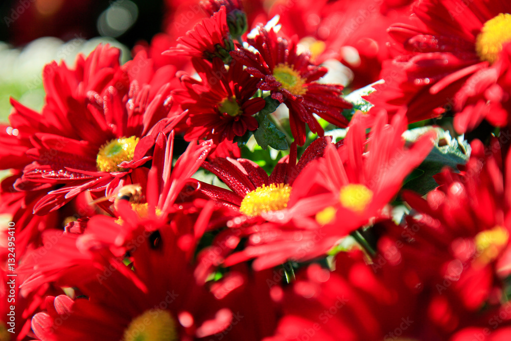 Red Flowers Red Flowers