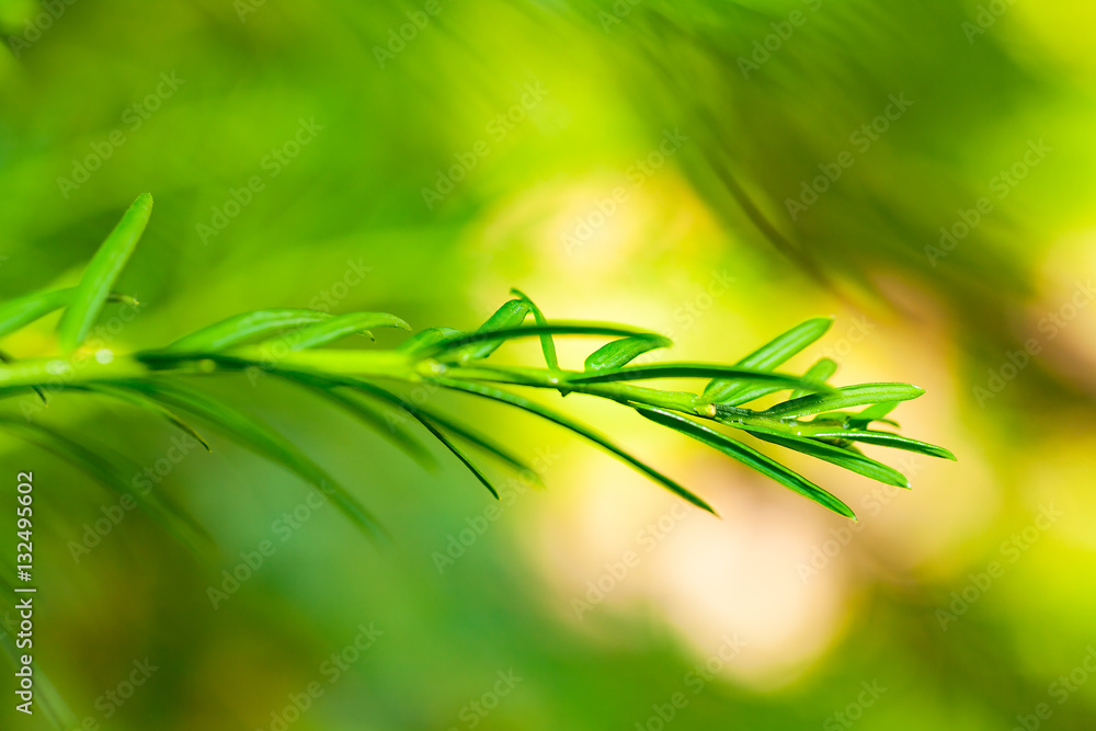 macro from a young tree in spring macro from a young tree in spring
