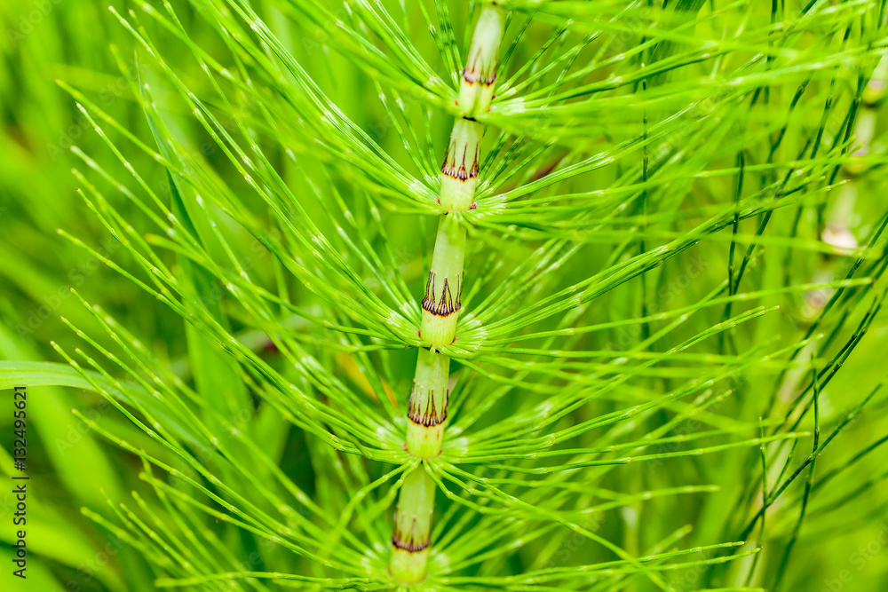 macro from a young grass in spring macro from a young grass in spring