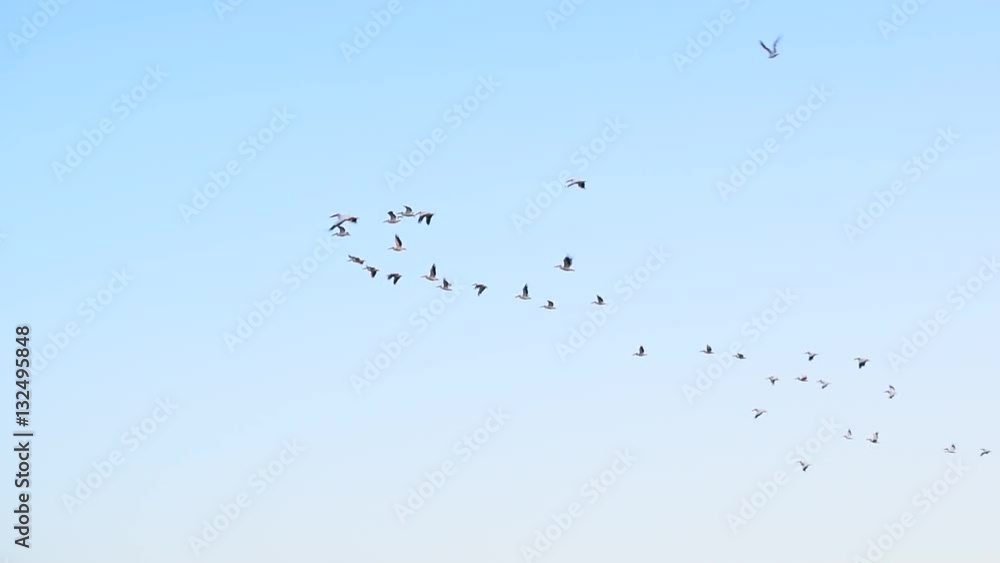 Many great white pelican birds fly in the sky in formation. Pelecanus onocrotalus Many great white pelican birds fly in the sky in formation. Pelecanus onocrotalus