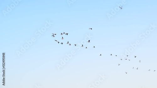 Many great white pelican birds fly in the sky in formation. Pelecanus onocrotalus