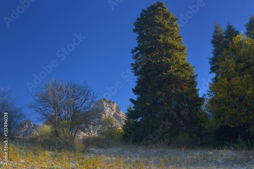 Caucasus fir