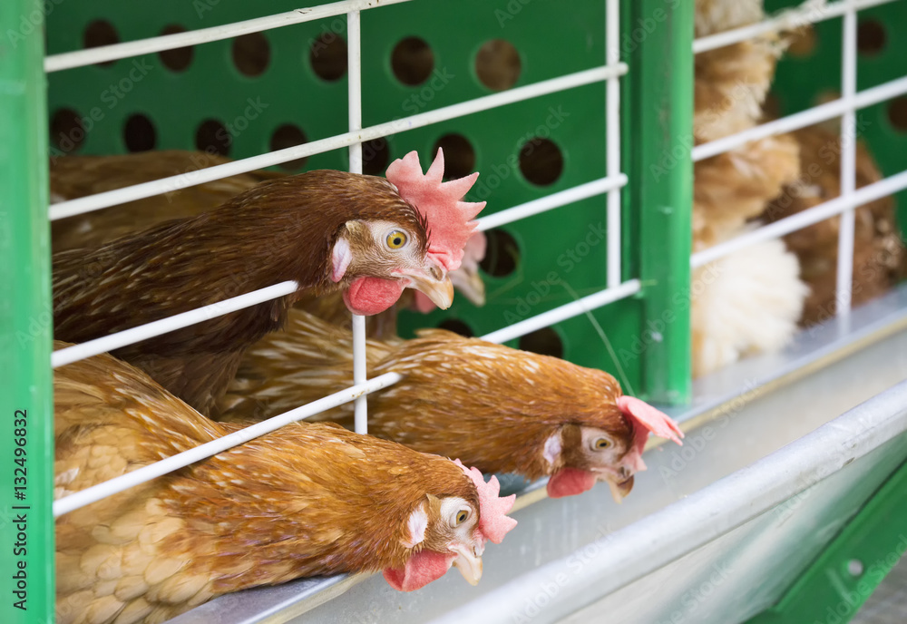 Three red chicken