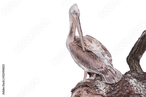grey pelican (Pelecanus philippensis) isolated photo