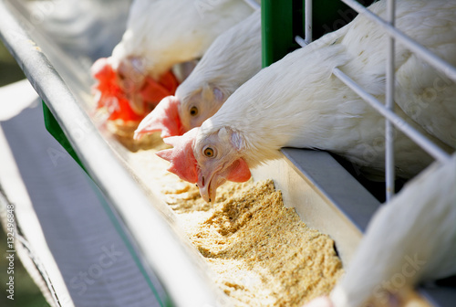 White chicken feed