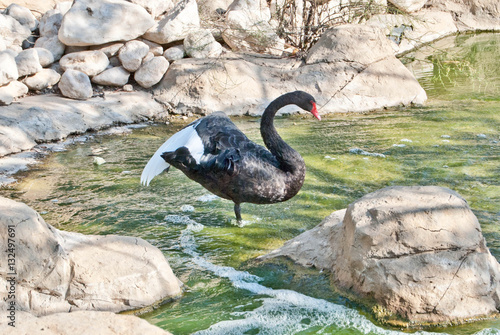 Black Swan spreading wings staying in water