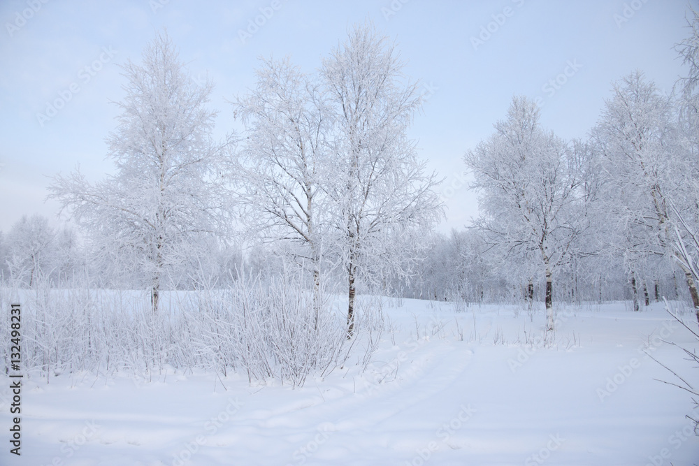 Winter landscape with snow covered trees . Winter landscape with snow covered trees .