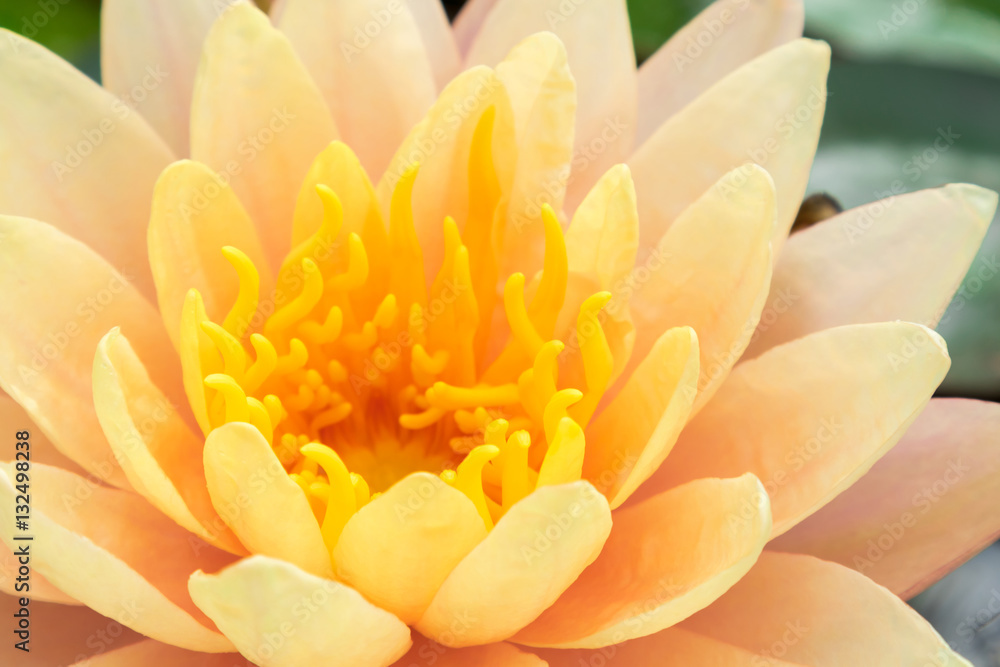 Obraz premium Closeup of beautyful old rose lotus flower