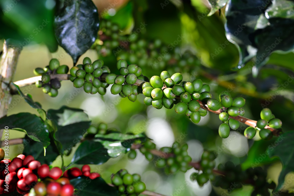 Coffee tree with coffee beans on coffee plantation Coffee tree with coffee beans on coffee plantation