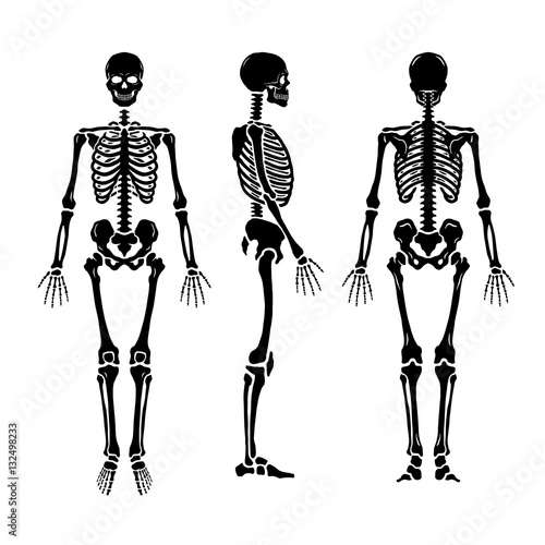 Anatomical human skeleton, in three positions.