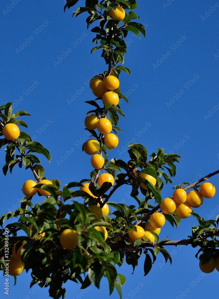 Branches of plum tree with many ripe fruits
Branches of plum tree with many ripe fruits
