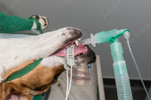 Fototapeta Naklejka Na Ścianę i Meble -  Équipe vétérinaire prépare un chien pour une opération elle procède à une intubation, pour anesthésier le chien avant l'entré e dans le bloc opératoire
