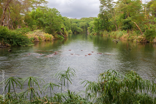 Hippos in the Mzima Springs in Kenya