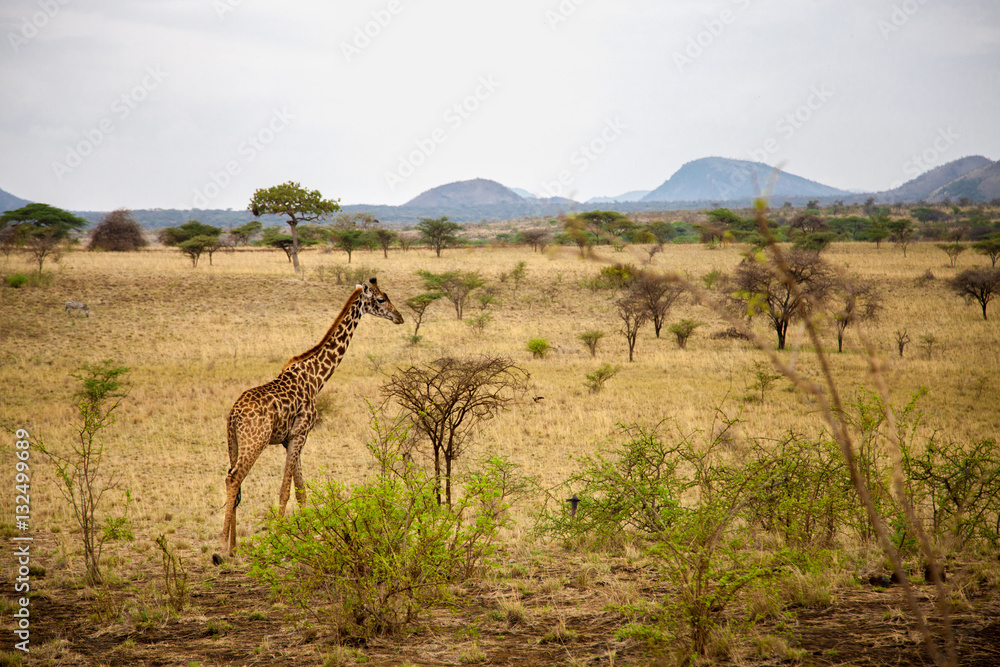 Safari in Kenya, a giraffe is watching in the savannah, with mountains Safari in Kenya, a giraffe is watching in the savannah, with mountains