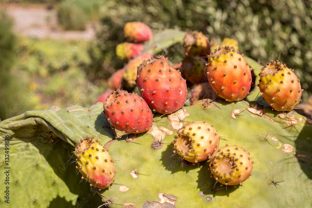Prickly pear fruits on stony slopes in Moroccan mountains Prickly pear fruits on stony slopes in Moroccan mountains