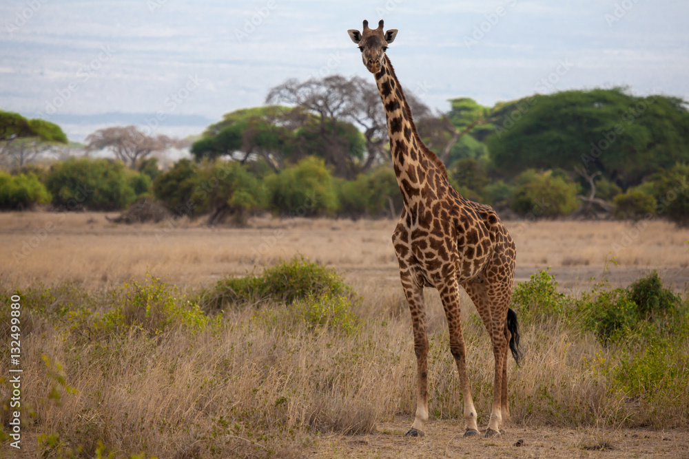 Obraz premium Giraffe is standing and watching in the savannah of Kenya