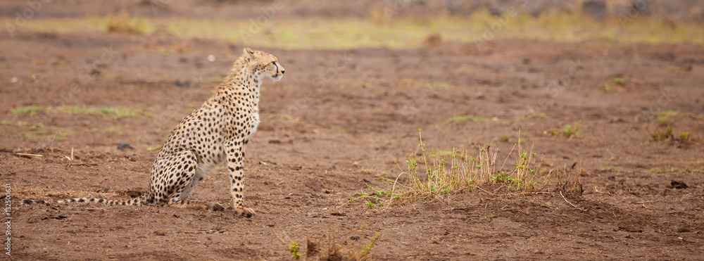 a gepard is sitting, safari in Kenya a gepard is sitting, safari in Kenya