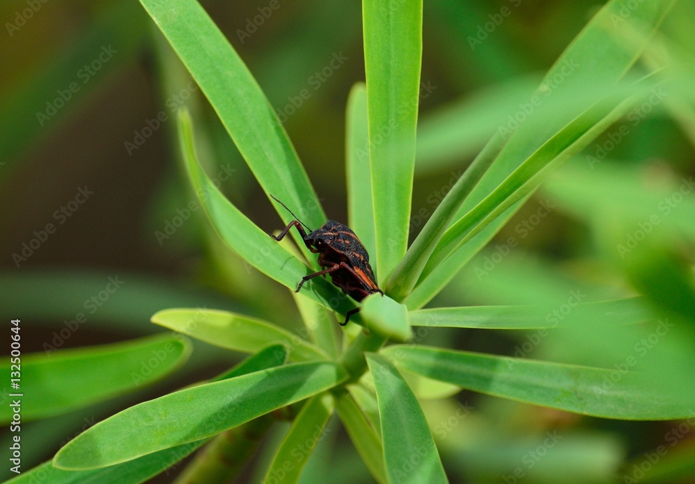 Small beetle amidst green leaves of euphorbia wild plant Small beetle amidst green leaves of euphorbia wild plant