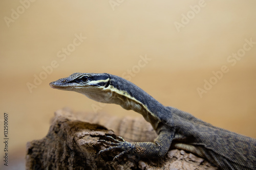 Varanus glauerti