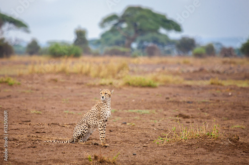 Young gepard is sitting in the savannah, safari in Kenya