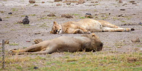 a couple of lions are sleeping, on safari in Kenya