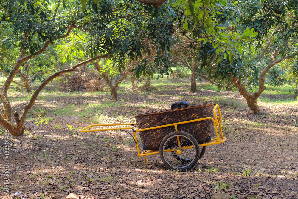 trolley in garden mango