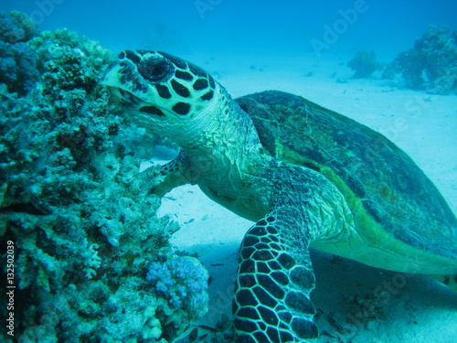 Meeresschildkröte © wernerrieger