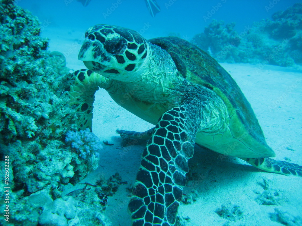 Fototapeta premium Meeresschildkröte