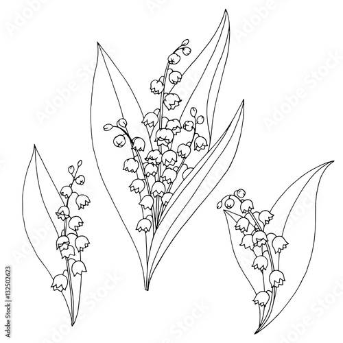 Lily of the valley flower graphic black white isolated sketch illustration vector