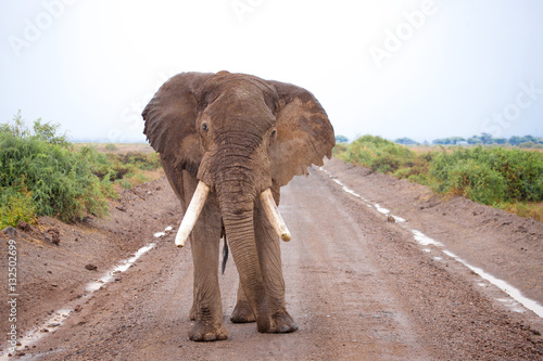 One big elephant is standing on the road, on safari in Kenya