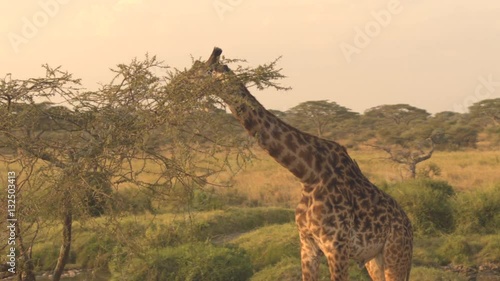 CLOSE UP: Giraffe accompanied by oxpeckers browsing on foliage on sunny morning