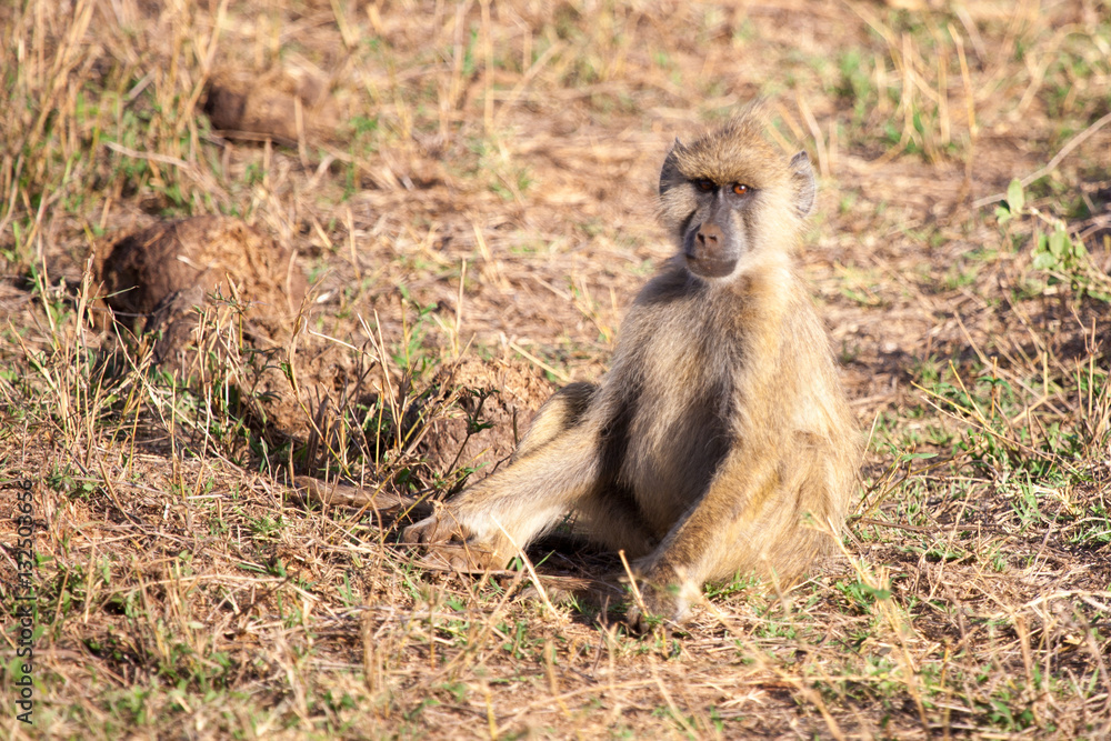 Monkey sitting, scenery of Kenya Monkey sitting, scenery of Kenya