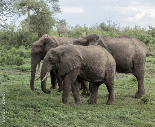 Family of elephant in the Lake Manyara on a sunny day - Tanzania, East Africa