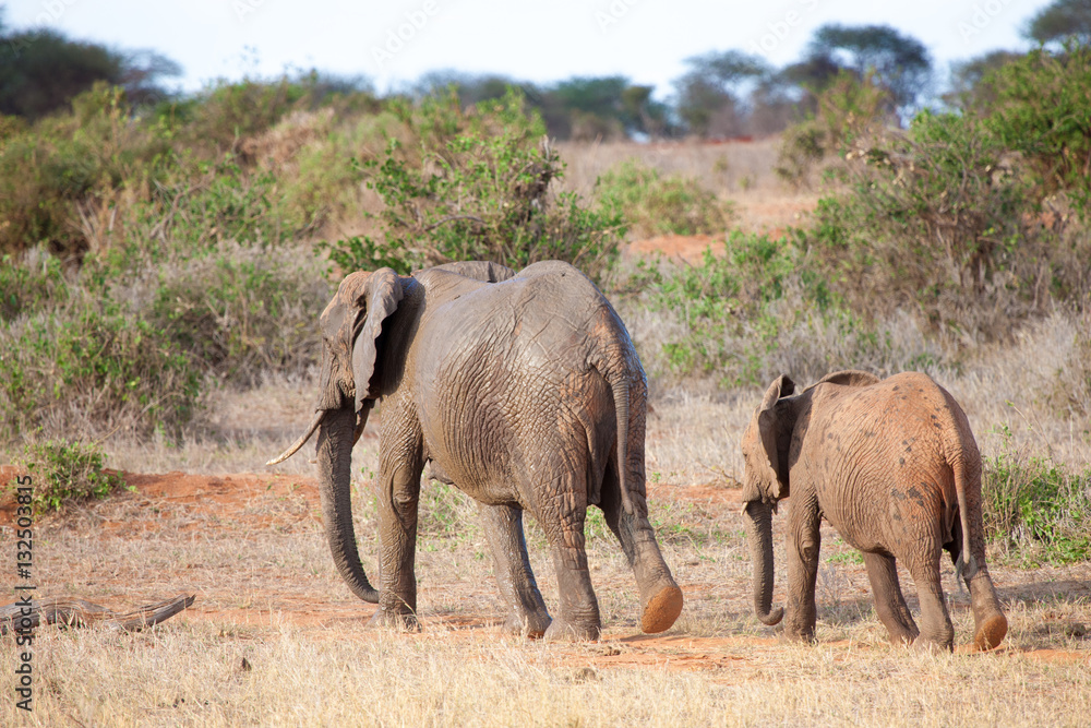 Elephants walking in the scenery of the savannah in Kenya