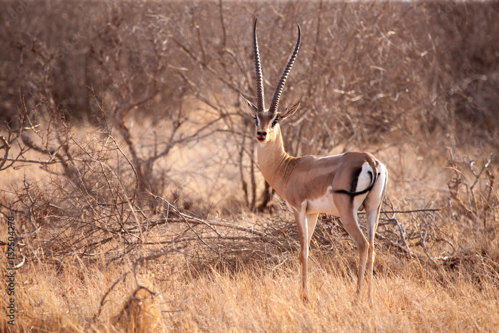 An antelope is standing in the savannah of Kenya An antelope is standing in the savannah of Kenya