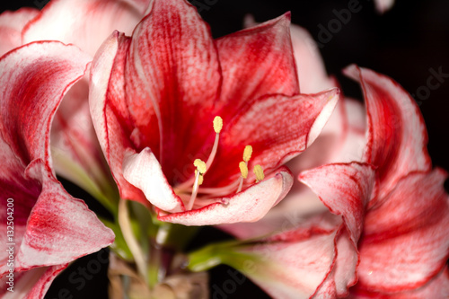 Hippeastrum Amaryllis Charisma, Dutch hybride, white-pink flower photo