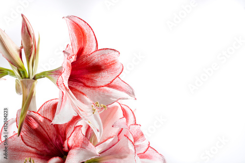 Fototapeta Naklejka Na Ścianę i Meble -  Hippeastrum Amaryllis Charisma, Dutch hybride, white-pink flower