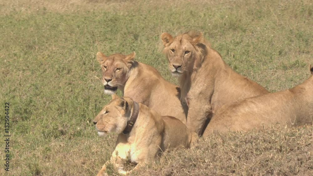CLOSE UP: Portrait of beautiful lions lying on grassy field in African savannah CLOSE UP: Portrait of beautiful lions lying on grassy field in African savannah
