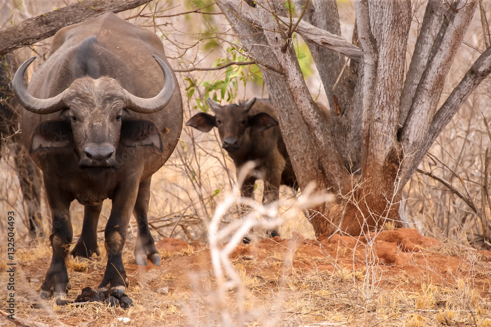 Big and small buffalo watching between the trees Big and small buffalo watching between the trees