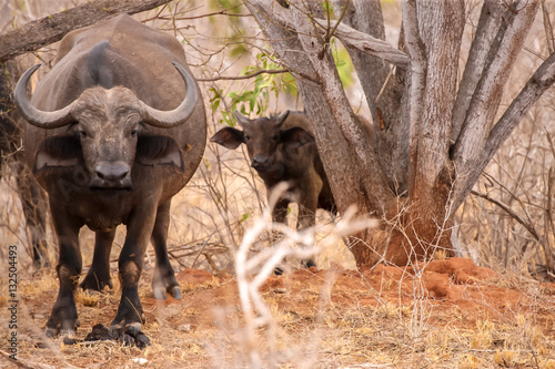 Big and small buffalo watching between the trees