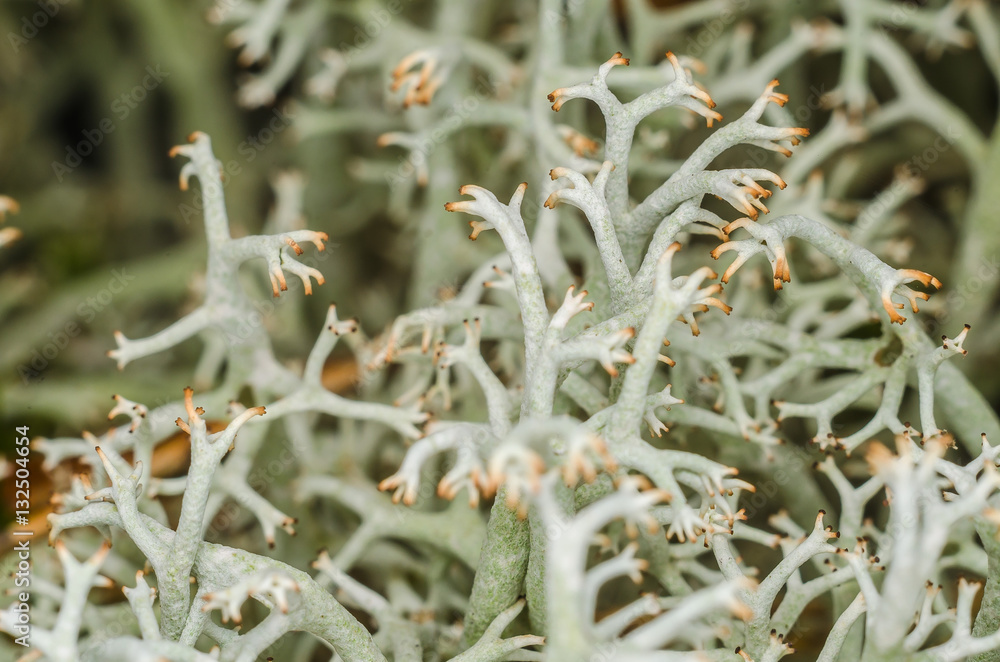 white bushy lichen moss closeup beautiful growing in a summer forest white bushy lichen moss closeup beautiful growing in a summer forest