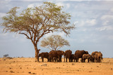 An elephant family is standing under the tree, on safari in Kenya