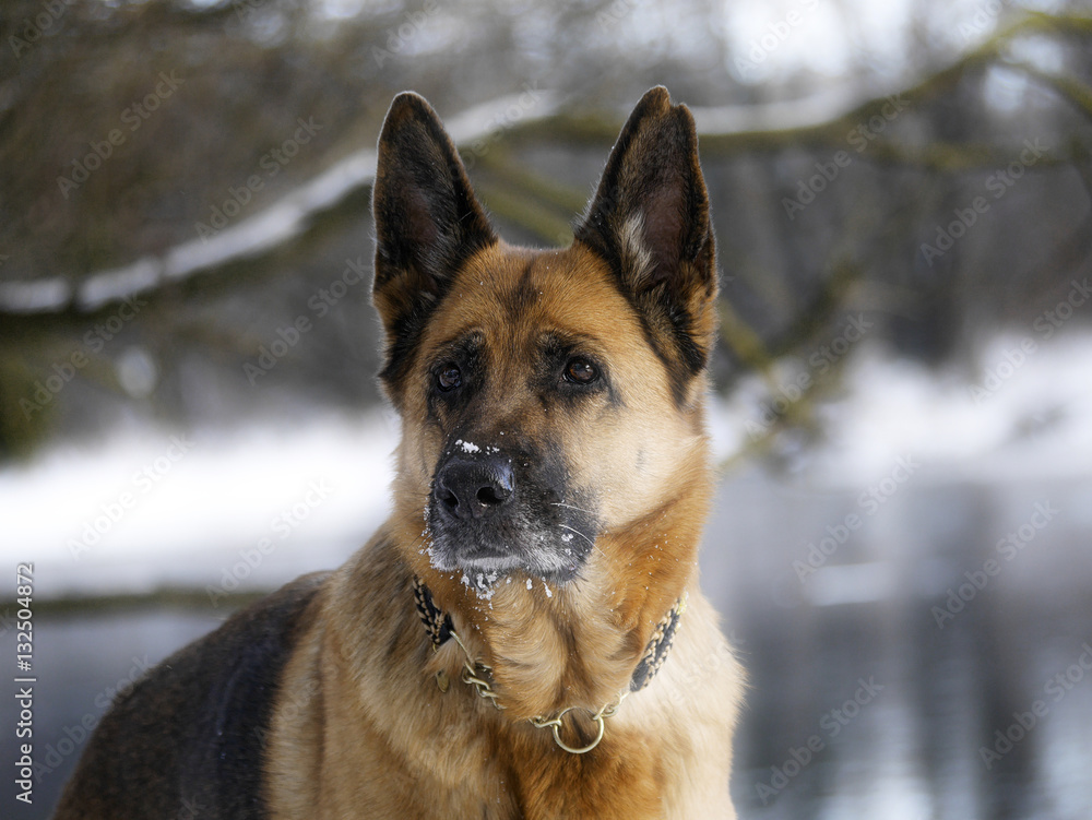 Deutscher Schäferhund im Winterparadies