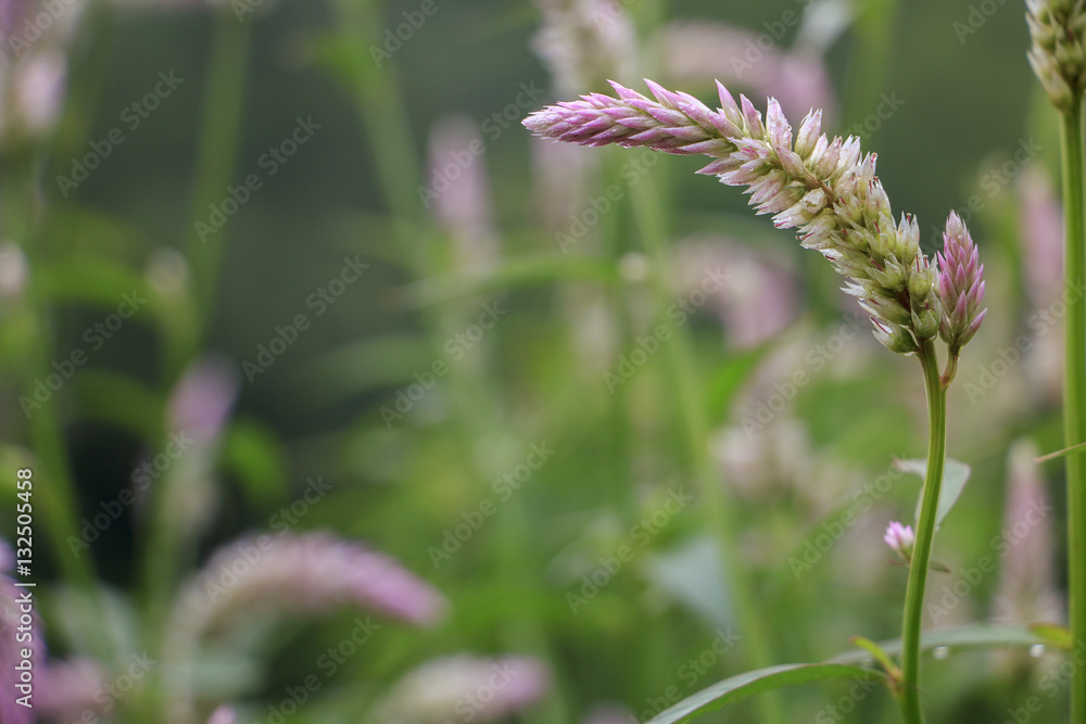 beautiful wool flower : cockscomb or chainesewoolflower (selective focus)
beautiful wool flower : cockscomb or chainesewoolflower (selective focus)