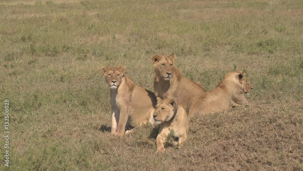 CLOSE UP: Dangerous safari lion herd relaxing on savannah grassland plains CLOSE UP: Dangerous safari lion herd relaxing on savannah grassland plains